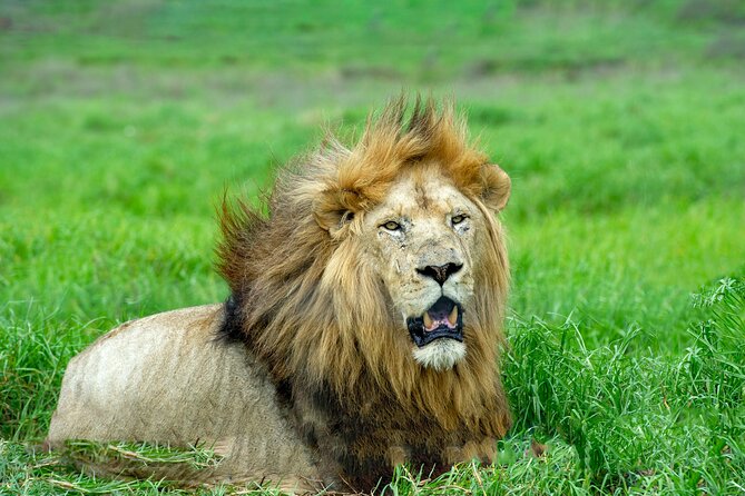 Best 7 Day 6-Night Tanzania Big Five Midrange Private Safari - Your first day in Arusha: getting ready for Tarangire