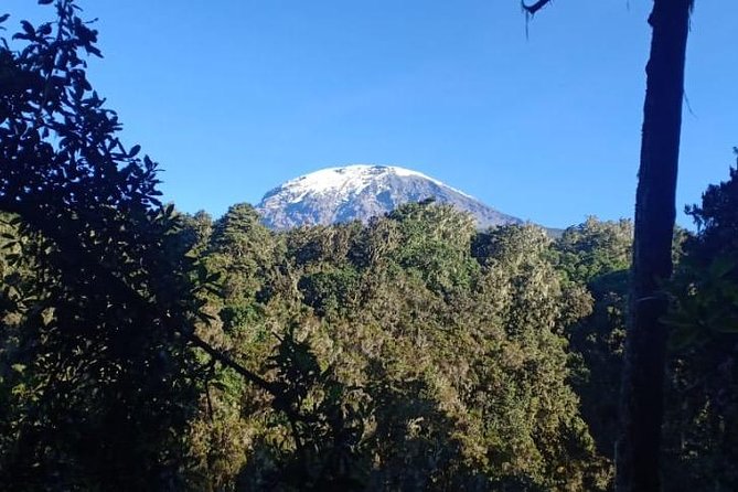 Best Kilimanjaro hiking day trip tour with Kilinge Adventures - The Walk Through Rainforest: What You Can Expect to See