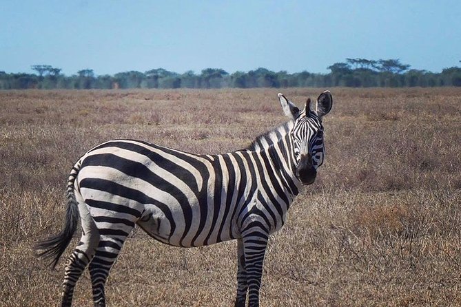 Best Ngorongoro crater Tanzania Safari 1- Day tour Experience - Entering the crater: why the walls matter for wildlife