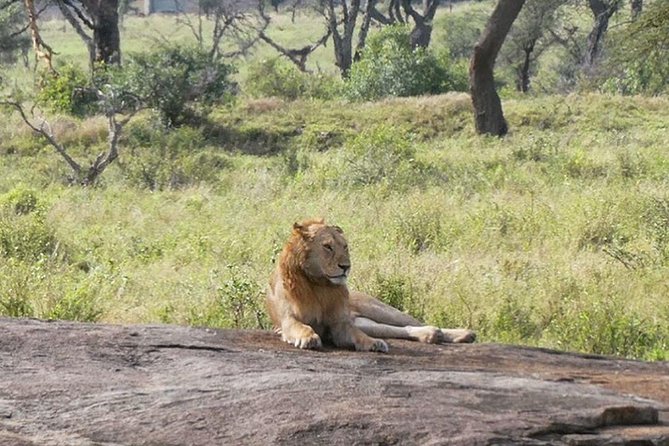 Best Ngorongoro crater Tanzania Safari 1- Day tour Experience - The included safari cook and your crater lunch break