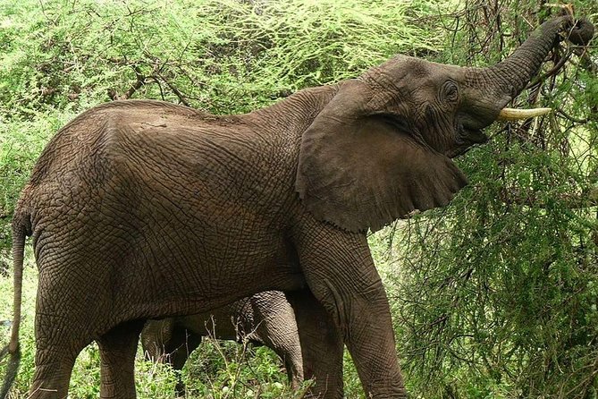 Best Ngorongoro crater Tanzania Safari 1- Day tour Experience - How long you really need in the crater (and how it feels)