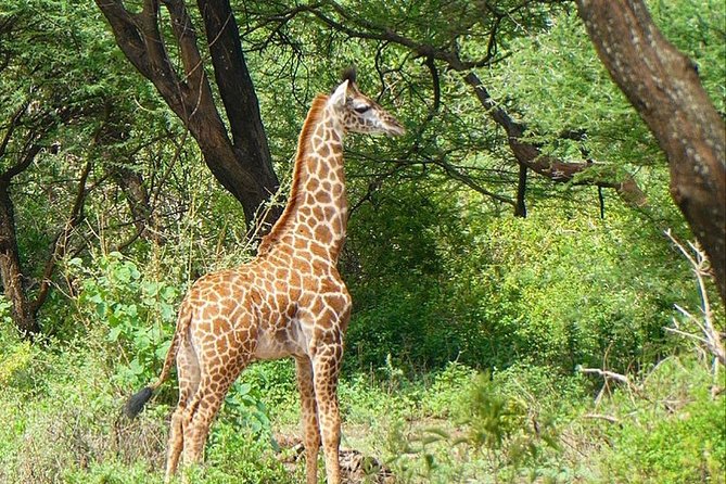 Best Ngorongoro crater Tanzania Safari 1- Day tour Experience - Price and value: what $300 really buys you