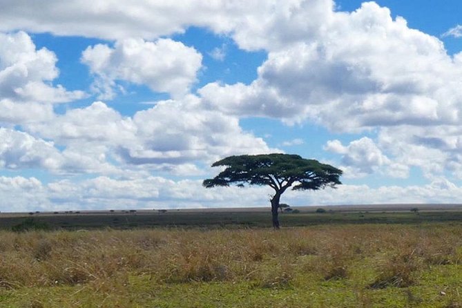 Best Ngorongoro crater Tanzania Safari 1- Day tour Experience - What the group size limit means for your experience