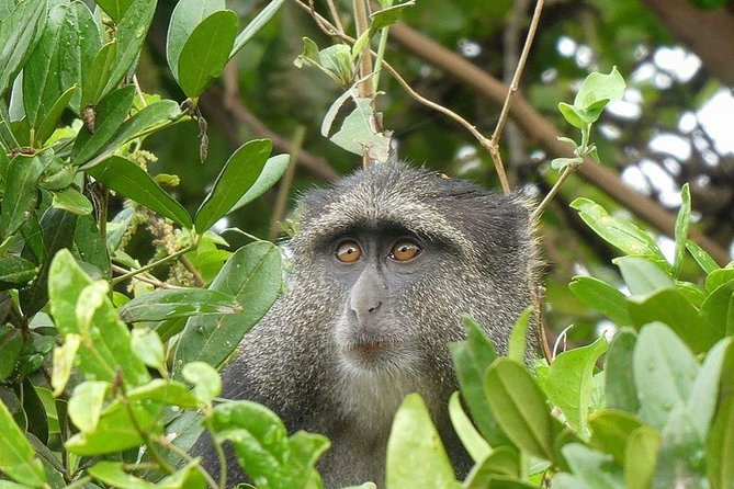 Best Ngorongoro crater Tanzania Safari 1- Day tour Experience - Weather, timing, and what to do if plans change