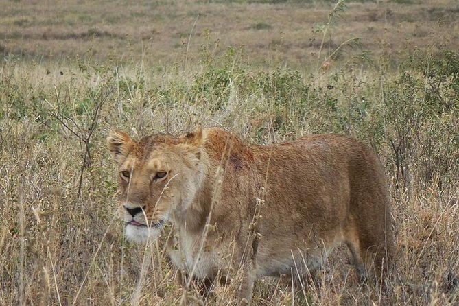 Best Ngorongoro crater Tanzania Safari 1- Day tour Experience - Wildlife spotting that feels concentrated, not random