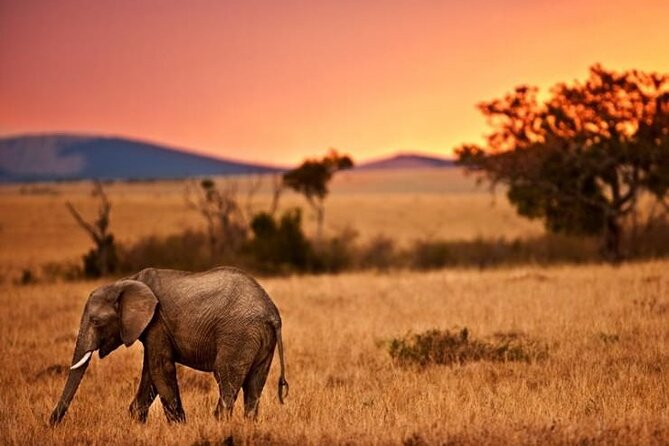 Best Of Six Days Safari Camping safari - Day 5 Ngorongoro Crater: An Early Morning Big Five Target