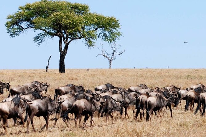 Best Of Six Days Safari Camping safari - Camping Nights: What Budget Camping Means for Your Comfort
