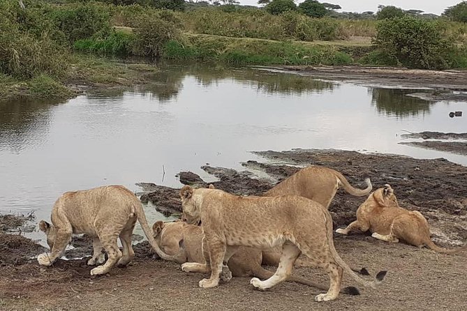 Best of Tanzania 5days 4nights safari - Key points before you go