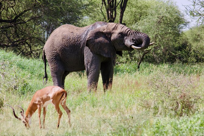 Best Safari and Zanzibar 10-Days Excursions - Start in Arusha: the easy welcome day (Day 1)