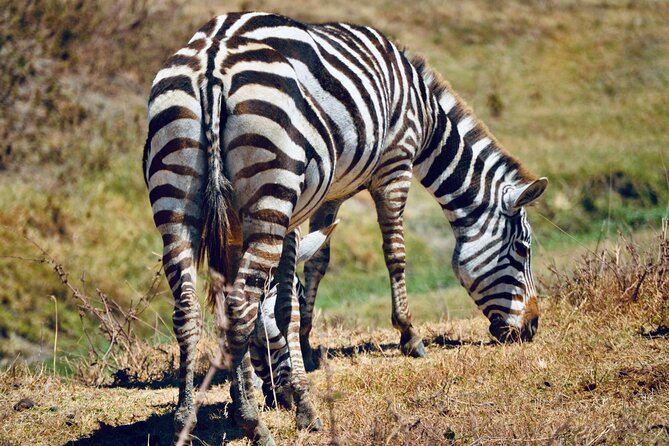 Best Safari and Zanzibar 10-Days Excursions - Serengeti National Park, day 1: building your big-cat odds (Day 4)