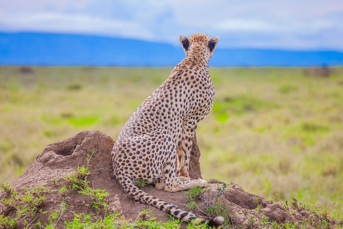 Big Five Classic Safari in Tanzania **Sustainable Travel approach - Price and what $1,785 covers in the real world