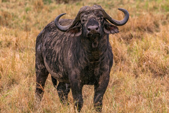Big Five Classic Safari in Tanzania **Sustainable Travel approach - Day 2: Tarangire National Park and the power of a dry-season water source