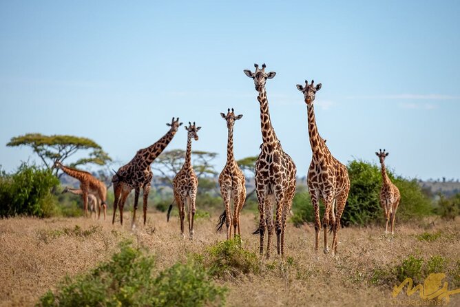 Big Five Classic Safari in Tanzania **Sustainable Travel approach - Day 1: Arrive at Kilimanjaro, settle in, and start easy