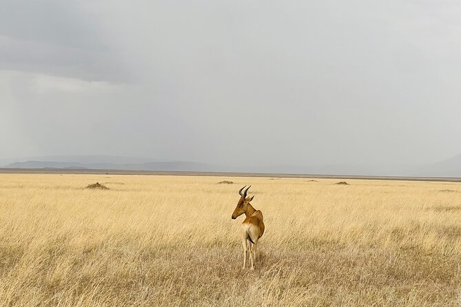 Big Five Dream Safari - Key Highlights That Make This Safari Different