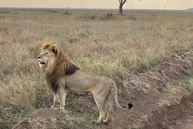 Big Five Dream Safari - From Arusha: What Your Days Are Built Around