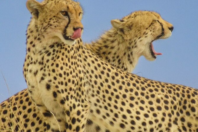 Big Five Luxury 7 Days Safari Tour in Arusha - The Arusha Start That Removes Stress Fast