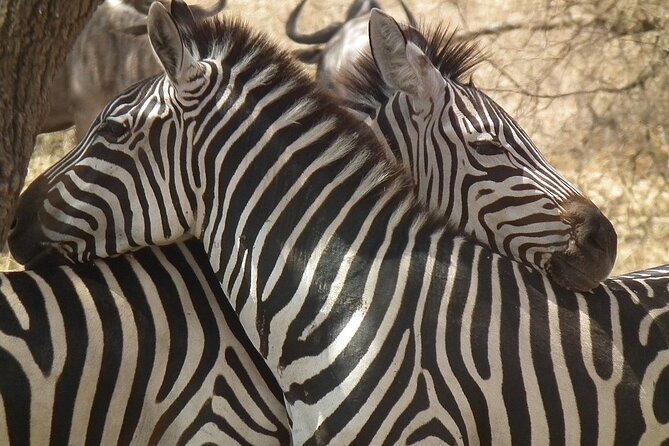 Big Five Luxury 7 Days Safari Tour in Arusha - A Full Serengeti Day: Migration Country and Big-Cat Chances