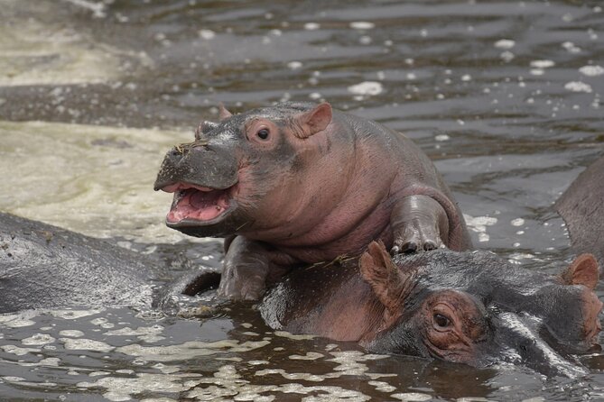 Big Five Luxury 7 Days Safari Tour in Arusha - Ngorongoro Crater: Black Rhinos, Big Groups, and a Serious View