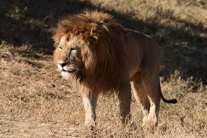 Big Five Luxury 7 Days Safari Tour in Arusha - Lake Manyara Afternoon: A Change of Pace From the Crater Bowl