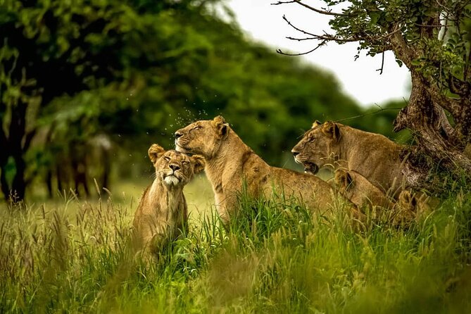 Big Five Luxury 7 Days Safari Tour in Arusha - Day 7 Arusha Morning and Your Flight Home