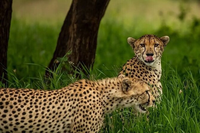 Big Five Luxury 7 Days Safari Tour in Arusha - What the Reviews Emphasize, and Why You Should Care