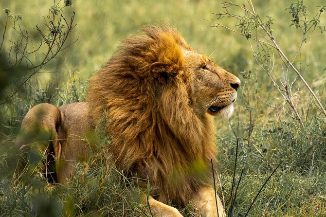 Big Five Luxury Safari in Tanzania - Luxury Safari Comfort Meets Real Wildlife Time