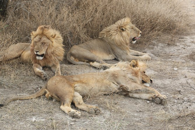 Big Five Luxury Safari in Tanzania - Lake Eyasi: Birds, Forest Clearings, and a Slower Pace