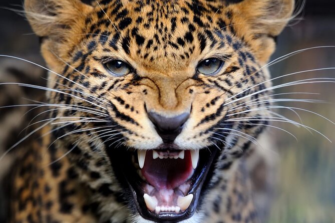 Big Five Luxury Safari in Tanzania - Serengeti National Park Days: Endlessly Productive Game Drives