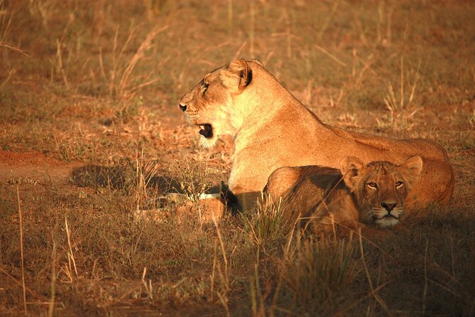 Big Five Luxury Safari in Tanzania - Ngorongoro Crater: Black Rhino Potential and Big Wildlife Density