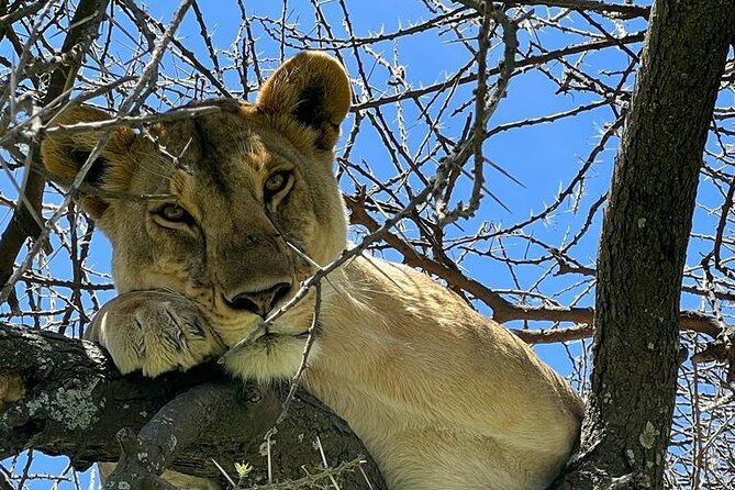 Big Five Luxury Safari in Tanzania - Lake Manyara Late Afternoon: Monkey Energy and Rift Valley Views