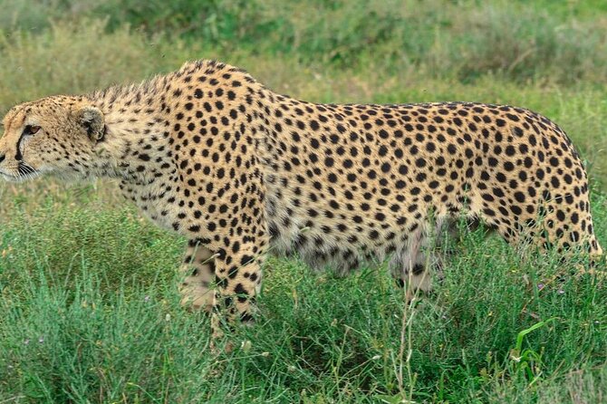 Big Five Luxury Safari in Tanzania - Price and Value: What $2,900 Buys (and What It Does Not)
