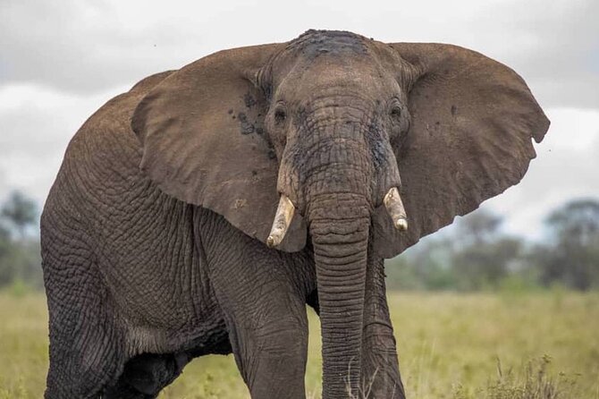 Big Five Luxury Safari in Tanzania - Arusha Pickup, Start Time, and the Guide Factor