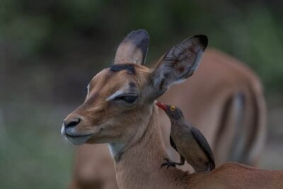 Big Five Safari In Tanzania