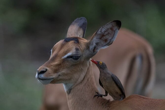 Big Five Safari In Tanzania - Price and value: what $3,750 per person really covers