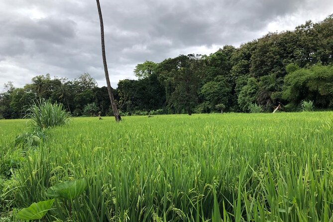 Book Day Hike at Rau Forest Reserve, Near Moshi Town in Tanzania - Traditional healer tree bark and the local beliefs you might hear