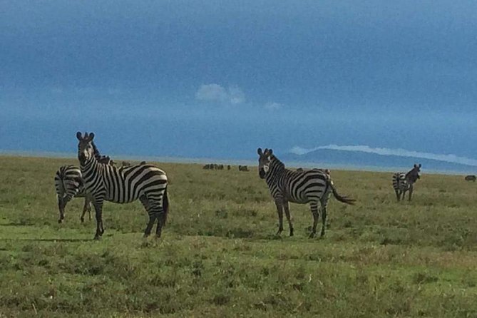 Camping to Serengeti & Ngorongoro Premium Parks - Going down into Ngorongoro: why this crater feels like a wildlife shortcut
