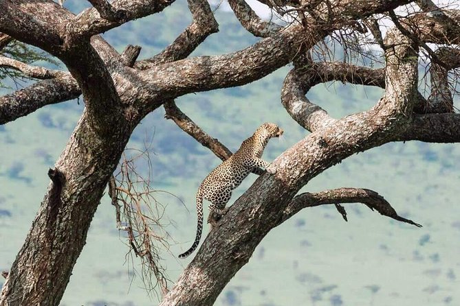 Camping to Serengeti & Ngorongoro Premium Parks - Guides, languages, and why “spotting” is a skill, not luck