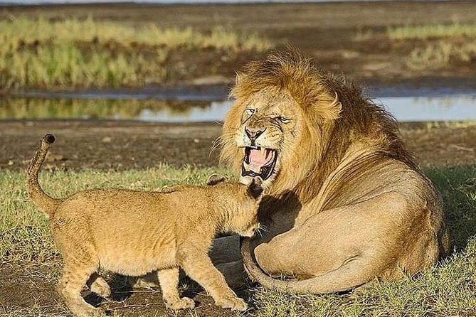 Camping to Serengeti & Ngorongoro Premium Parks - Who should book this camping Serengeti and Ngorongoro safari