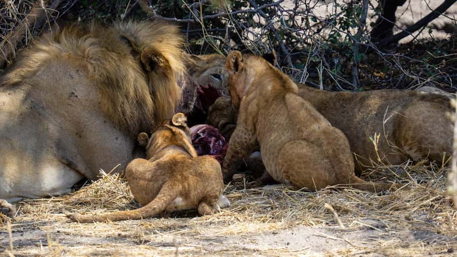 Cheap Tanzania safari: 2 Days Selous from zanzibar - Key Highlights You Should Know Before You Go