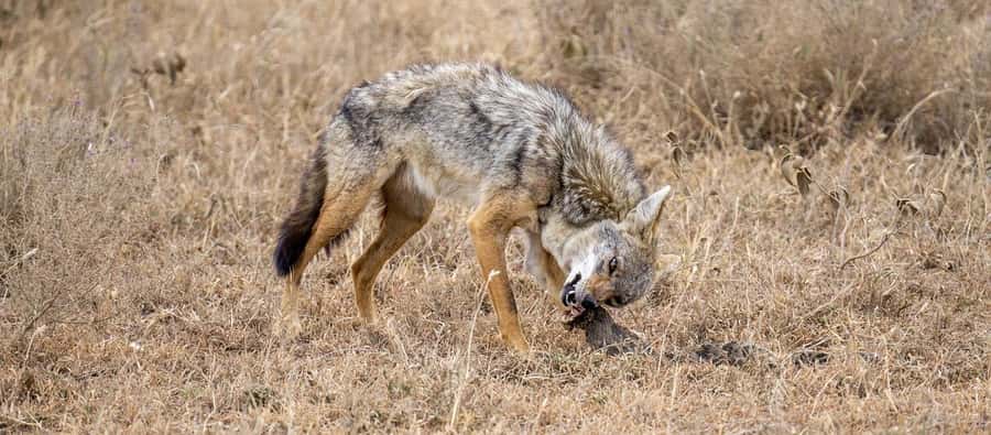 Cheap Tanzania safari: 2 Days Selous from zanzibar - Zanzibar to Selous in 2 Days, Here’s the Real Appeal