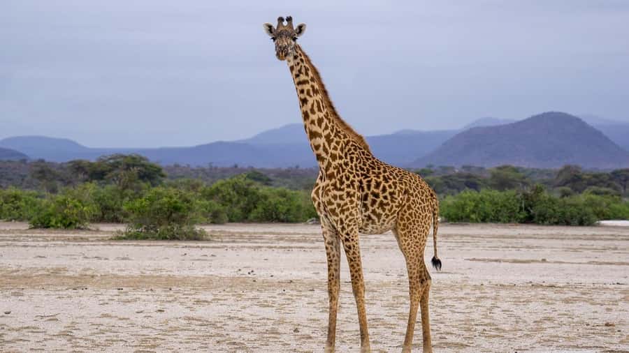 Cheap Tanzania safari: 2 Days Selous from zanzibar - Day 1, From Hotel Pickup to Mtemere Airstrip Safari Start