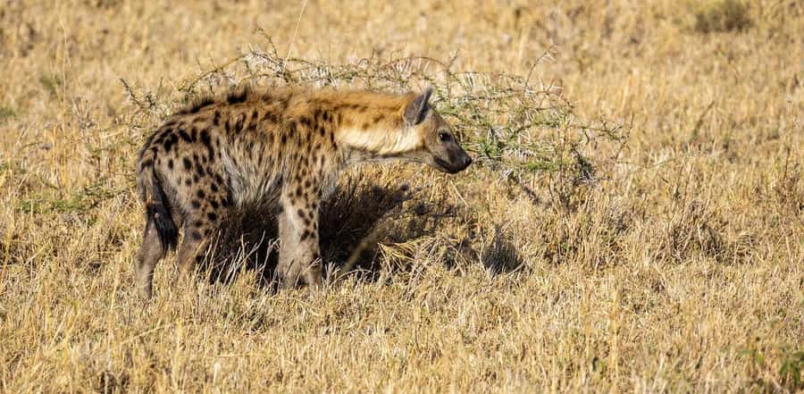 Cheap Tanzania safari: 2 Days Selous from zanzibar - Africa Safari Selous Lodge Stay: Where the Trip Breathes