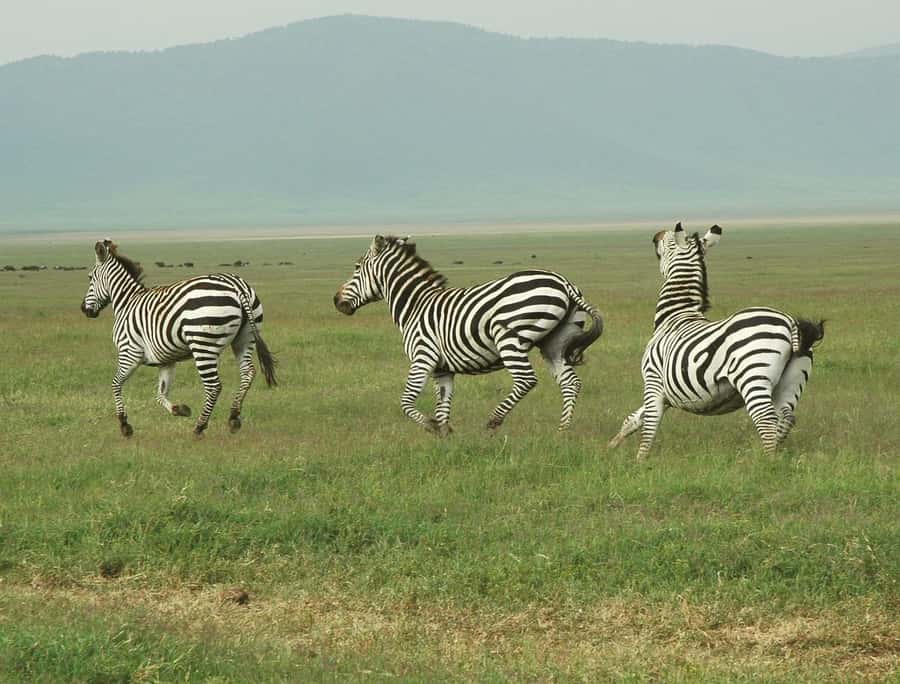 Cheap Tanzania safari: 2 Days Selous from zanzibar - Day 2 on the Rufiji River: Hippos, Crocs, and Bird Life