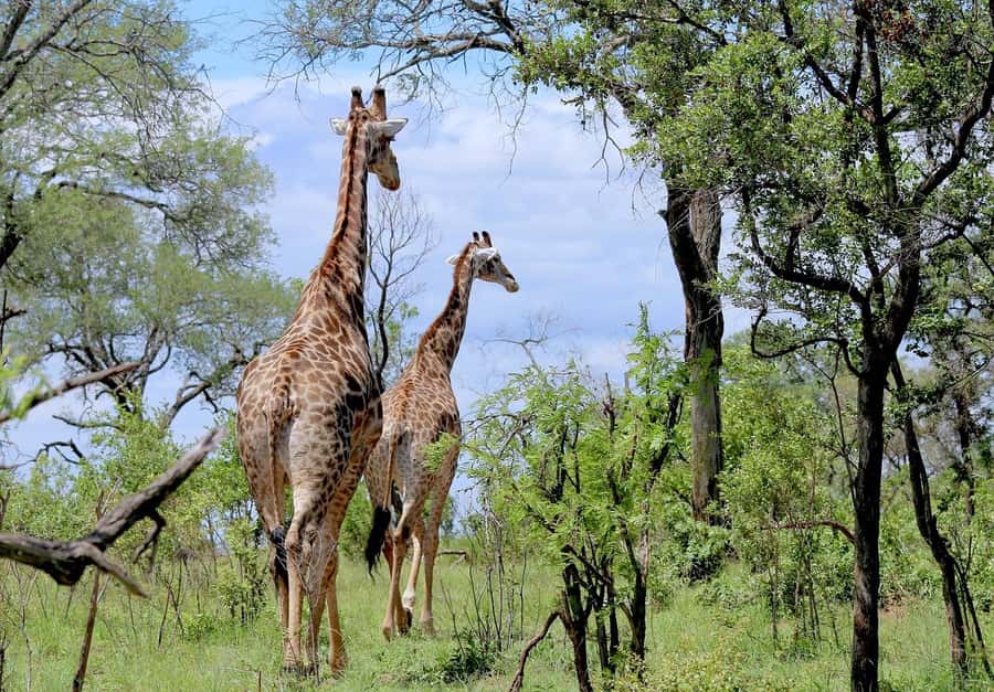 Cheap Tanzania safari: 2 Days Selous from zanzibar - What to Bring and What to Leave Behind