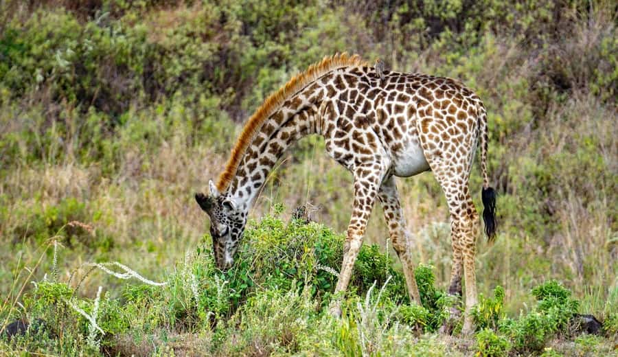 Cheap Tanzania safari: 2 Days Selous from zanzibar - Price and Value: Why $880 Can Be a Good Deal (If It Matches Your Priorities)