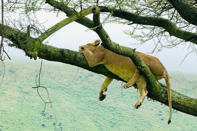 Classic 4-Day Tanzania Safari: Tarangire, Serengeti & Ngorongoro - Tarangire elephants, baobabs, and the picnic lunch rhythm