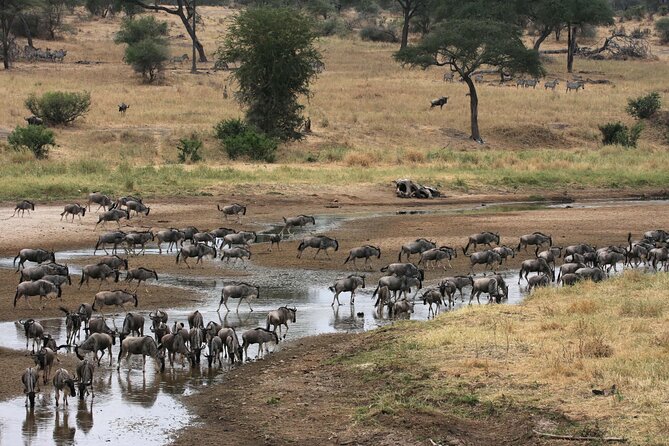 Classic 4-Day Tanzania Safari: Tarangire, Serengeti & Ngorongoro - Ngorongoro Crater: the Big Five, flamingos, and a tight-circle ecosystem