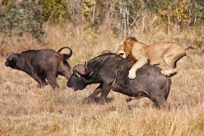 Classic 4-Day Tanzania Safari: Tarangire, Serengeti & Ngorongoro - Price and value: what $1,650 buys you (and what it does not)