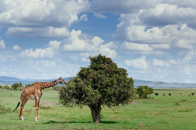 Classic 4-Day Tanzania Safari: Tarangire, Serengeti & Ngorongoro - Comfort and logistics that can make or break the day