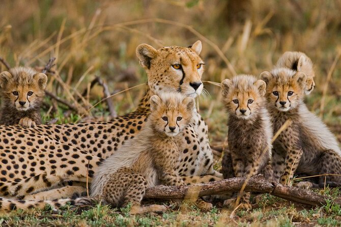 Classic 4-Day Tanzania Safari: Tarangire, Serengeti & Ngorongoro - Who this safari is best for
